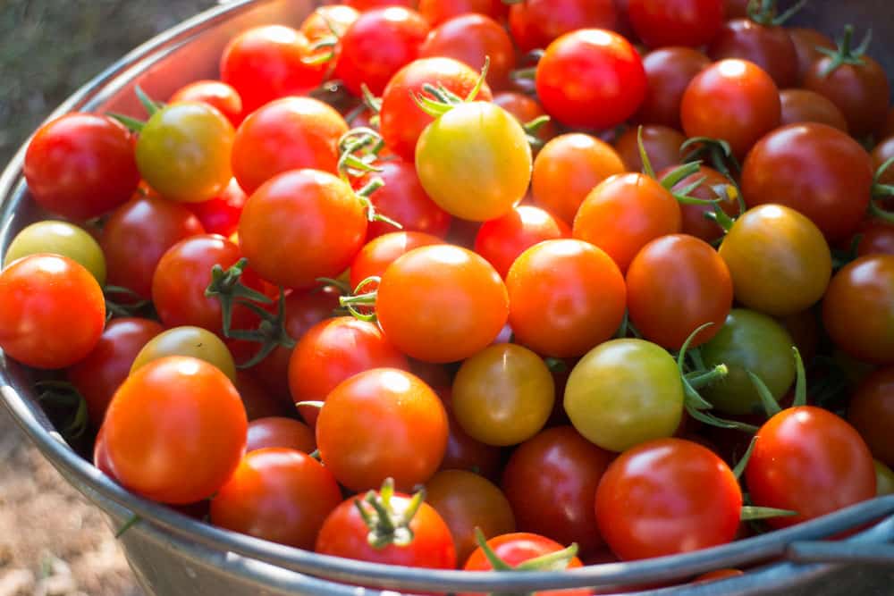 Organic Garden Challenges: Our 2016 Harvest & Lessons Learned